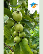 Imported Guava Seeds – Grow Fresh & Healthy Guavas at Home