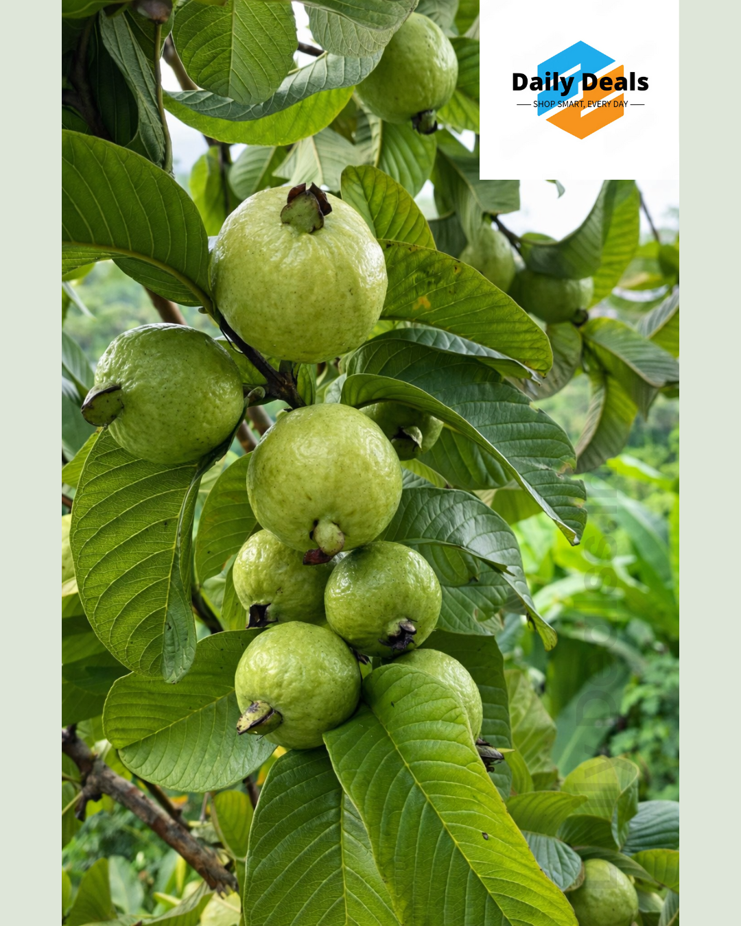 Imported Guava Seeds – Grow Fresh & Healthy Guavas at Home