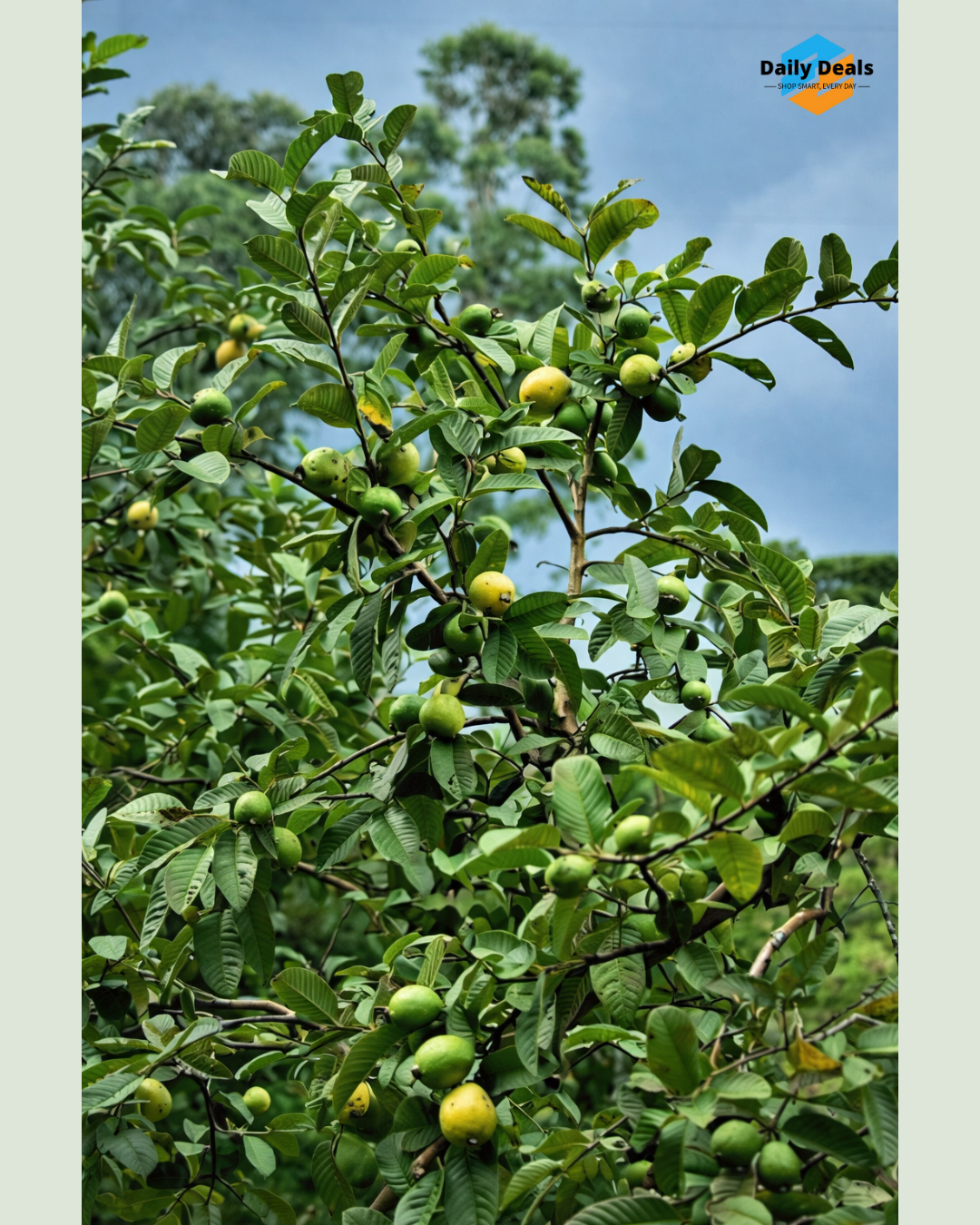 Imported Guava Seeds – Grow Fresh & Healthy Guavas at Home