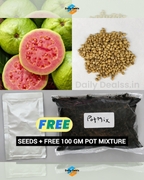 Imported Guava Seeds – Grow Fresh & Healthy Guavas at Home