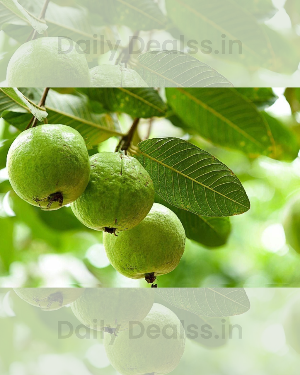 Imported Guava Seeds – Grow Fresh & Healthy Guavas at Home