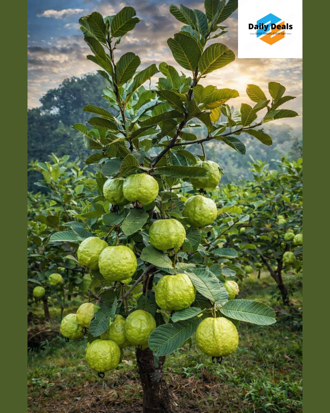 Imported Guava Seeds – Grow Fresh & Healthy Guavas at Home