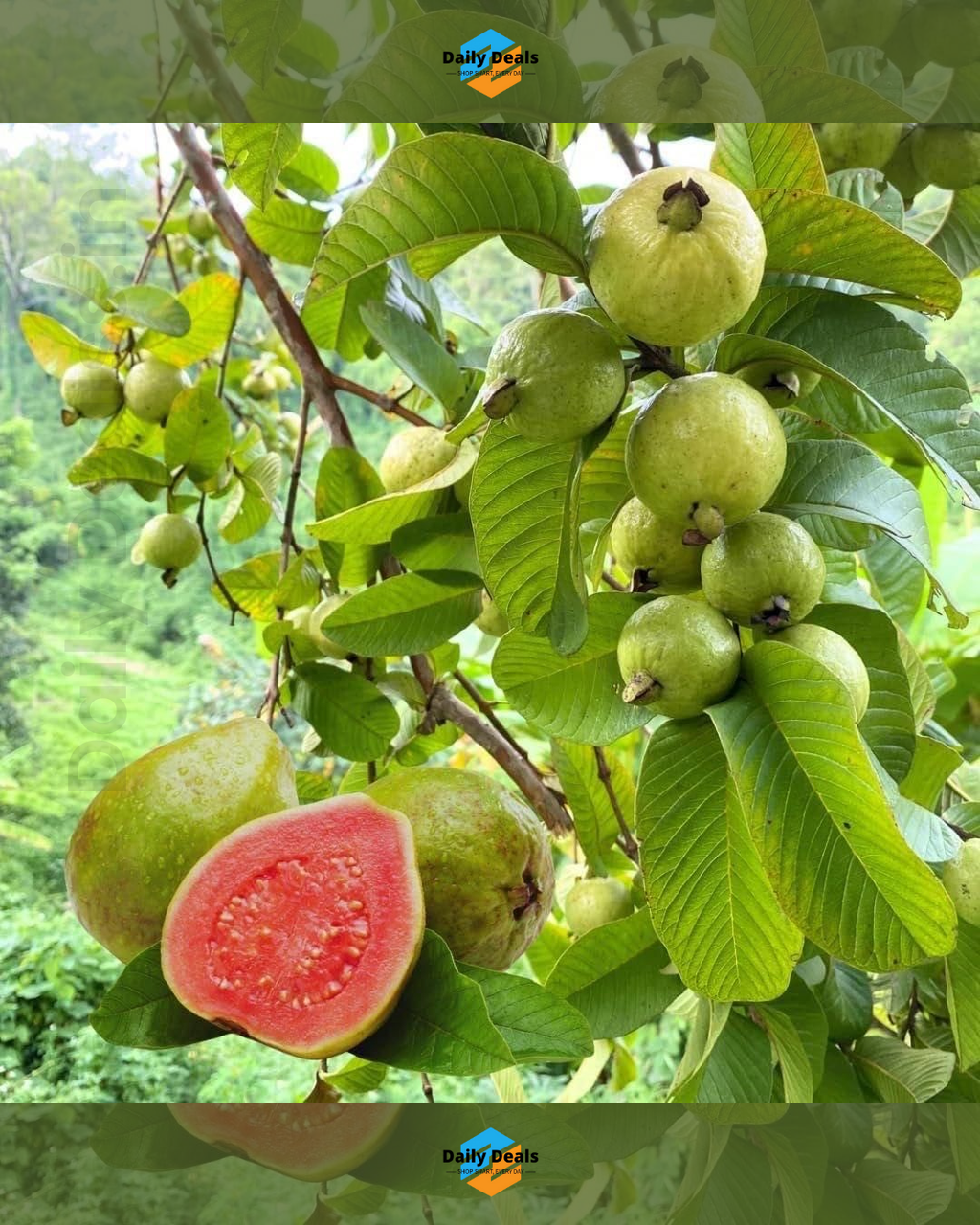 Imported Guava Seeds – Grow Fresh & Healthy Guavas at Home