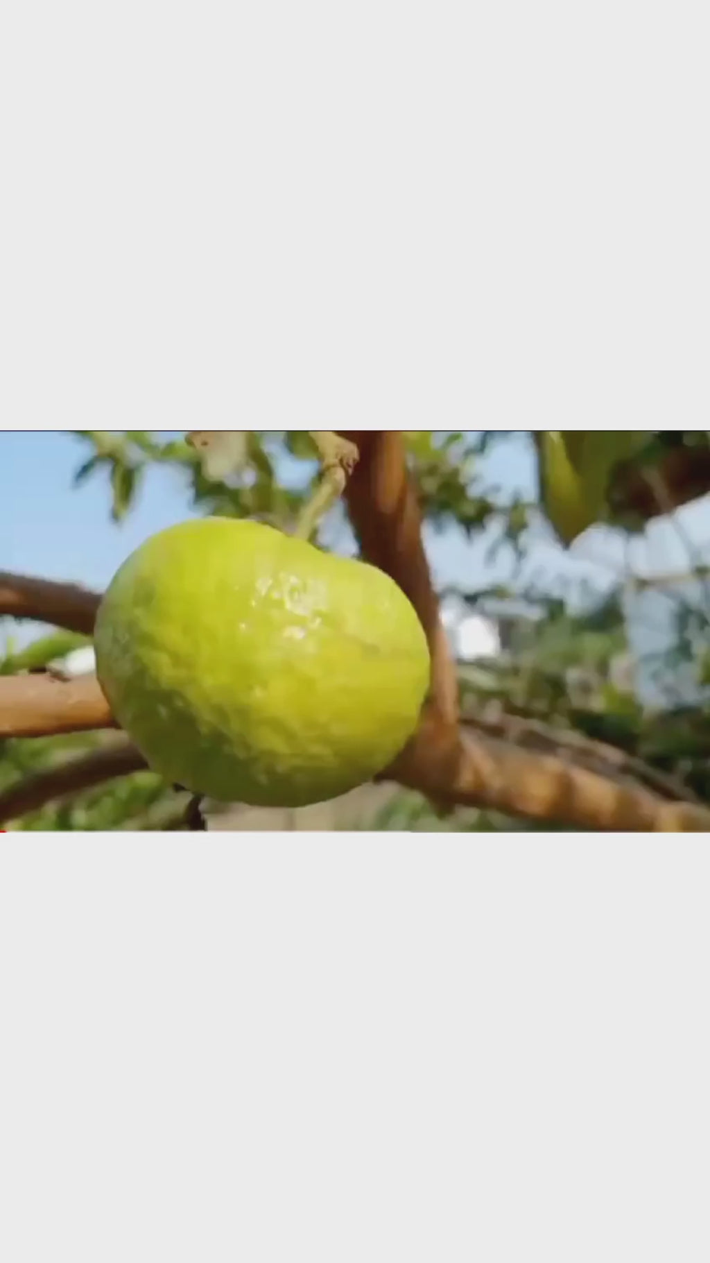 Imported Guava Seeds – Grow Fresh & Healthy Guavas at Home
